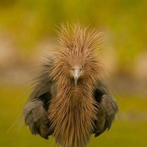 Meet your Posher, John